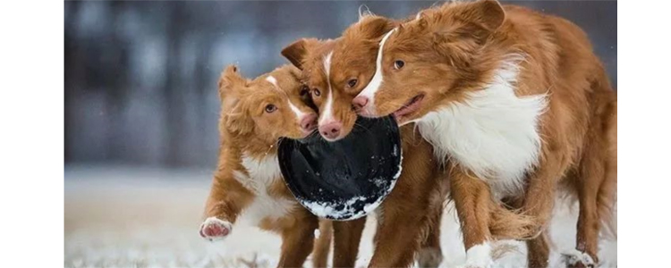 一只狗的使命2贝利是什么狗 它只是长得和金毛像