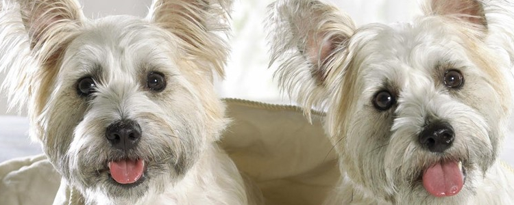 狗狗冬天掉毛严重怎么办？ 你是否没有做到这些注意事项？