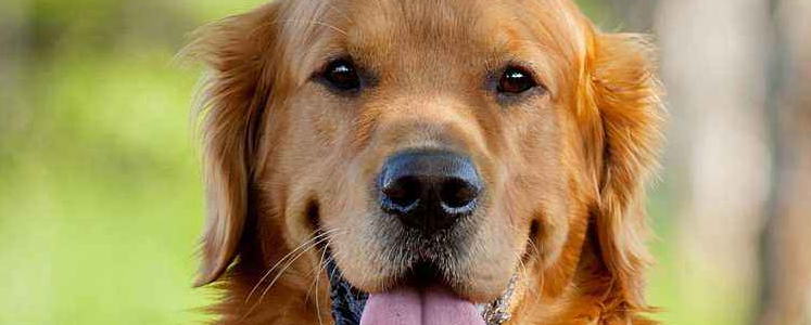 怀孕了能养狗吗？ 狗狗是健康的