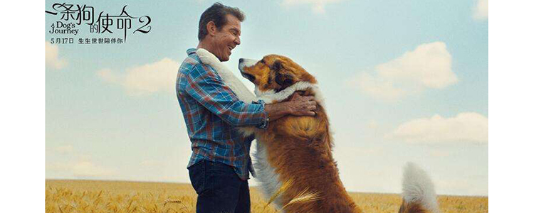 一条狗的使命2的贝利是什么品种狗 你是不是也以为是金毛？