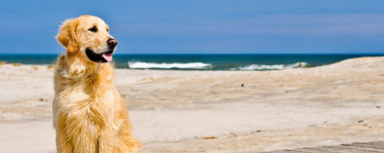 狗狗最害怕什么东西 避免狗狗接触这些东西吧！