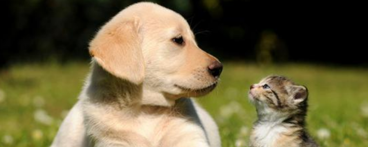 主人有危险猫狗的反应 你有危险的时候你的猫狗做了什么？