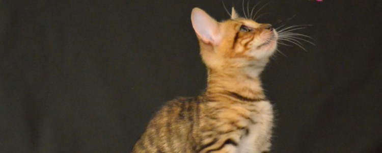 猫有杀主人的意识吗 你的猫有这种行为展现吗?