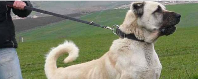 世界最大的狗 这种狗狗站在你身边都能把你覆盖