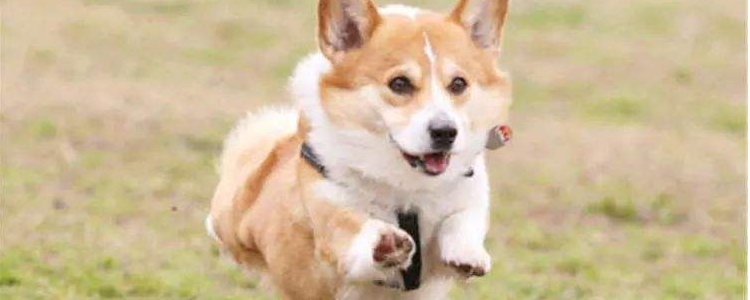 柯基喜欢主人的表现 这几种表现你有中吗？