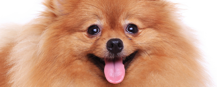 狗狗拒食训练 这种训练有多重要，主人要明白！