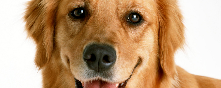 为什么金毛不能做警犬?明明人家和拉布拉多长得那么像！