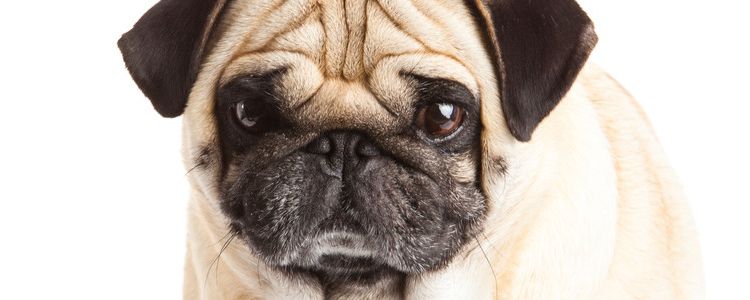 狗瘟和细小的区别 这些你要了解！