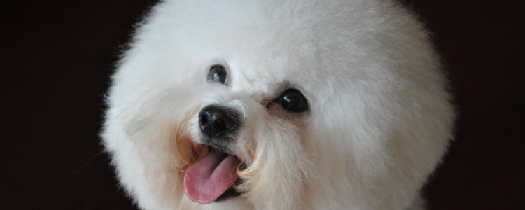 8个月比熊一天吃多少 比熊的食量并不是固定的!