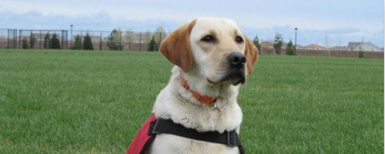 狗总是翻垃圾桶 及时进行制止才可以！