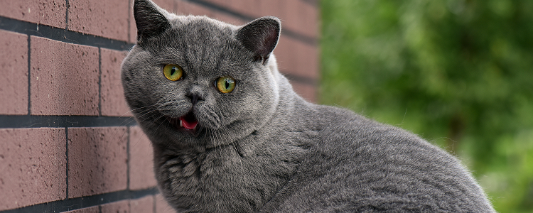 猫有泪痕是什么原因 这些原因你要知道！