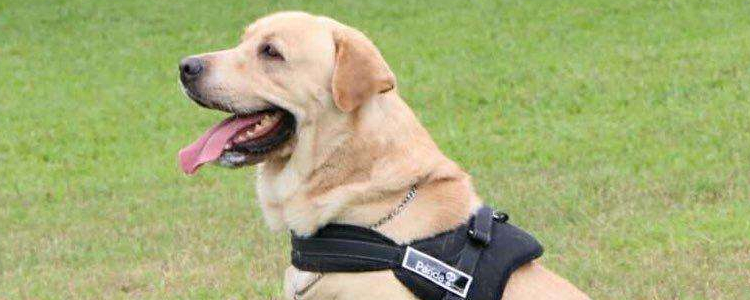 第一次给狗狗洗澡怎么洗 给狗狗洗澡的注意事项