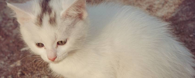 新生小猫不拉屎不撒尿怎么办 这个需要主人来帮忙！