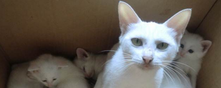 加菲猫的眼睛怎么清理 让我手把手来教你！