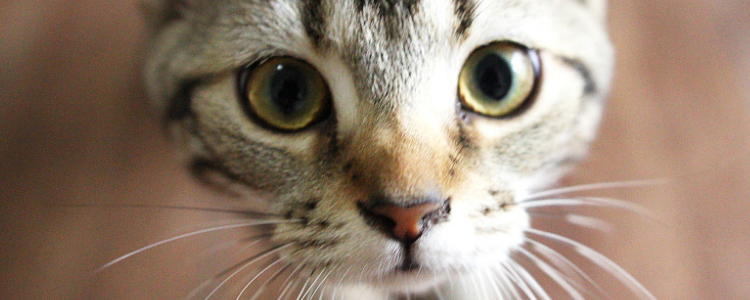 猫有鼻屎正常吗 让我教你如何清理！