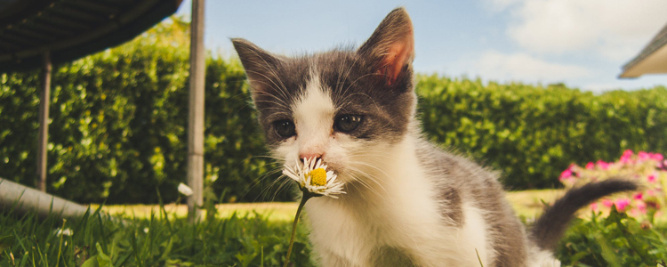 怎么知道猫有没有怀孕 这些特征细心就可察觉哦！