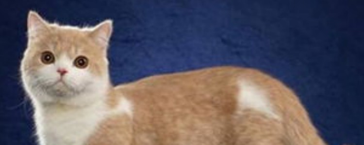 四个月的猫一天吃多少 有很多关键因素呢！