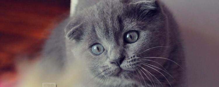 三个月猫吃多少猫粮 你平时的喂食量都对吗?三个月猫吃多少猫粮