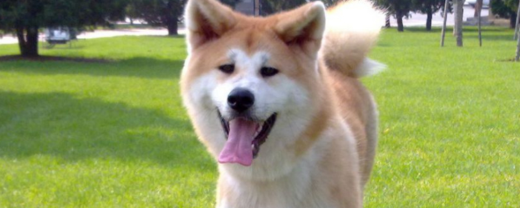 狗狗乳腺炎的症状 如何治疗狗狗乳腺炎