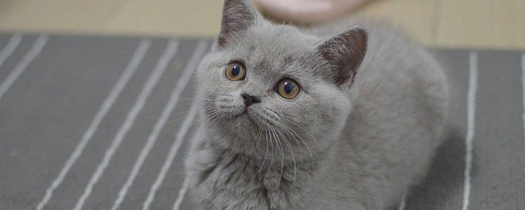 猫养一只好还是两只好 猫咪的接受程度才是重点！