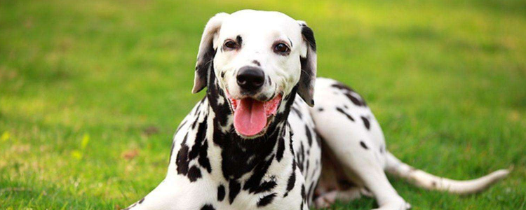 狗狗表达情绪 你知道你家的狗狗在对你表达情绪吗？