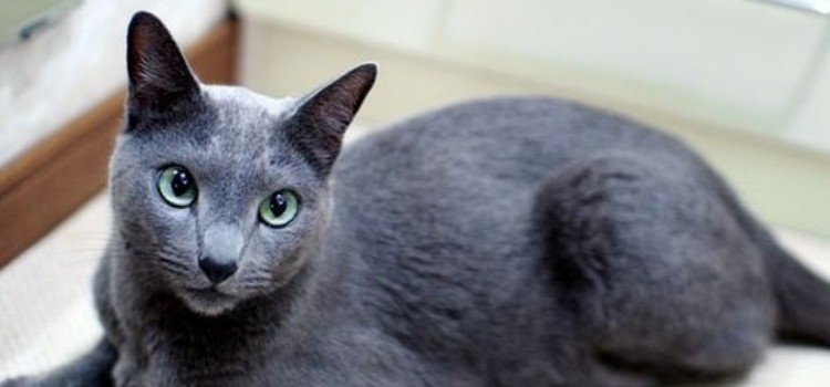 猫为什么喜欢追尾巴 可能就是把自己当玩具了！