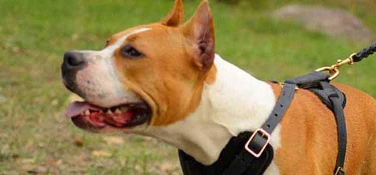 狗散步要注意什么 遛狗前你要考虑的4个问题