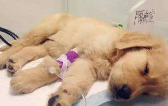 带孩子碰到狗怎么办 碰见陌生狗狗需要注意哪些问题