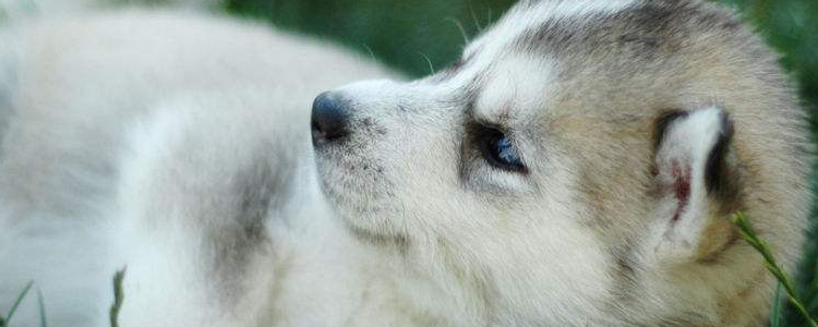 狗狗冬天要注意什么 冬季狗狗最多见的健康问题