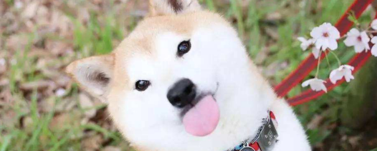 狗狗容易患的皮肤病 2种犬毛皮常出现的问题