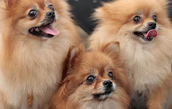 狗狗容易患的皮肤病 2种犬毛皮常出现的问题