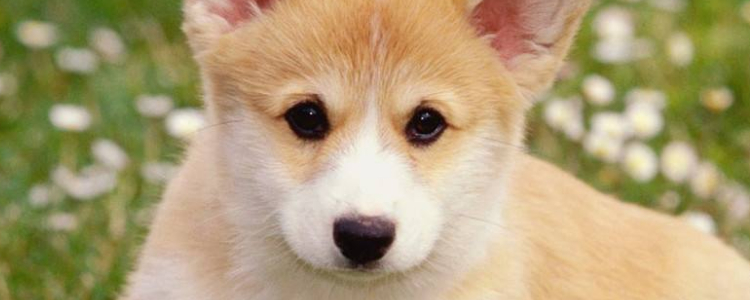 狗狗多大可以接受训练 训练中要注意什么？