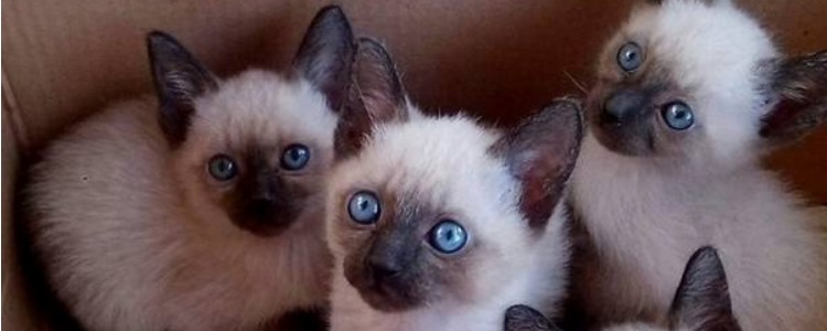 猫咪眼睛分泌物增多怎么回事 原因有很多，针对治疗！