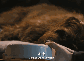 只有芸知道狗狗布鲁 狗狗直肠癌你真的要注意了！
