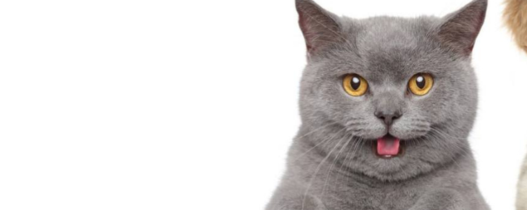 猫牙怎么看年龄 猫咪换牙时期你知道吗