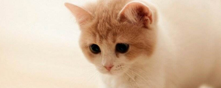 猫绝育后还叫什么原因 这些原因都有可能