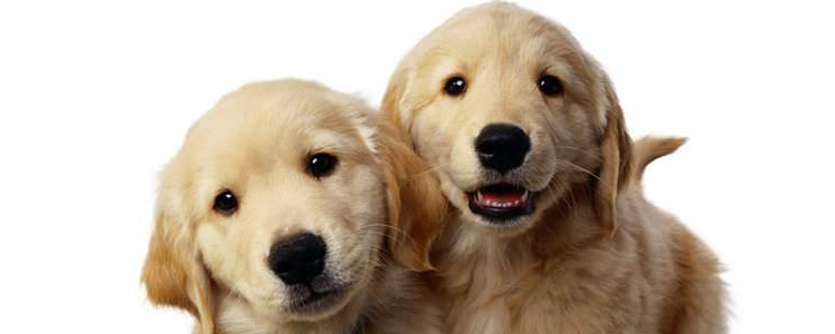 雪山狗粮怎样 你想知道这款性价比怎么样