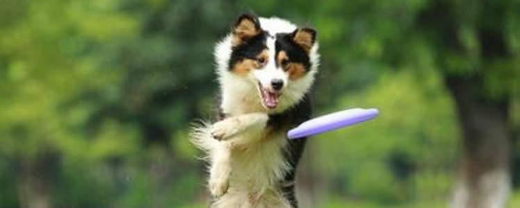 狗狗磨牙怎么办 狗狗必备四种磨牙玩具