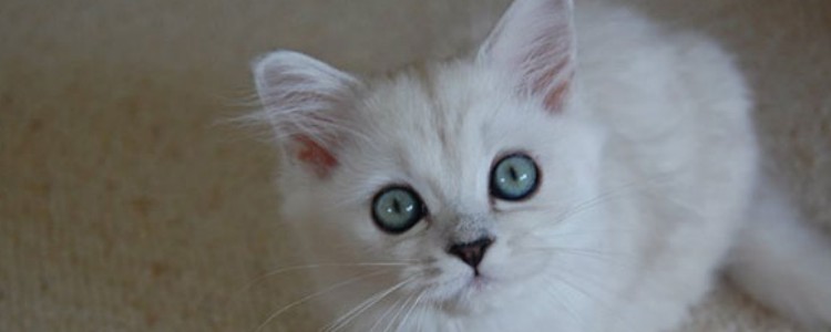 猫为什么爱抓人 可能是你的行为威胁到猫咪了！