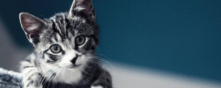 猫咪呼吸呼噜声 这种呼噜声原因是不一样的！