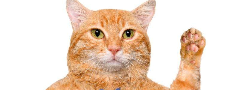 猫绝育后还会打架吗 要根据情况而定哦！