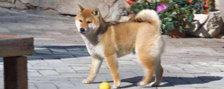 狗狗有口气怎么办 你有定时刷牙吗？