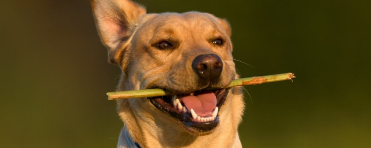 乳牙长齐的奶狗多少天 狗狗换乳牙要吃什么？