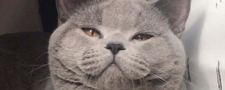 英国短毛猫流眼泪是怎么回事 这三个原因你知道吗
