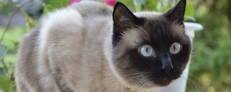 暹罗猫冷了会变黑吗 根源就是基因不同！