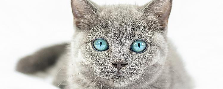 英短什么时候发腮 猫咪发腮要吃什么？