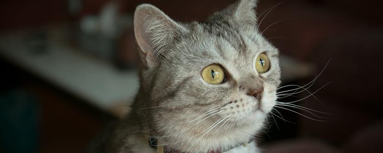 英短母猫会发腮吗 答案可能要让你失望了