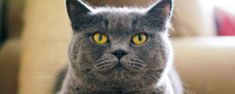 英国短毛猫呕吐怎么回事 病理性呕吐要当心!