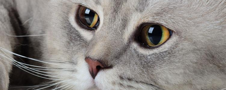 英短掉毛很厉害怎么办 这三点你知道吗?