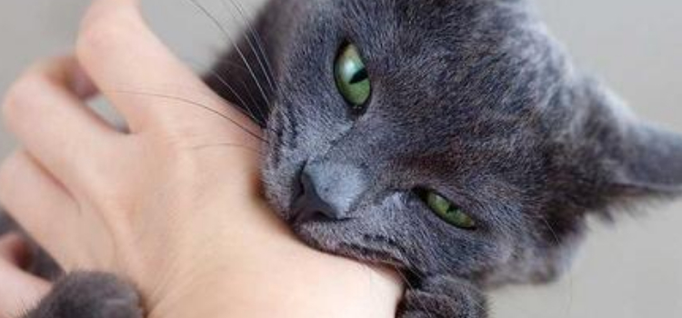 英短可以空运吗 一定要提前准备哦！